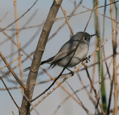 Blue-gray Gnatcatcher