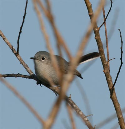 Blue-gray Gnatcatcher