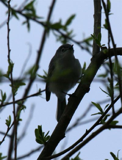 Blue-gray Gnatcatcher