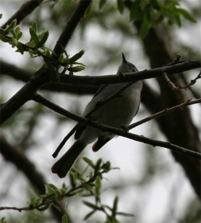 Blue-gray Gnatcatcher