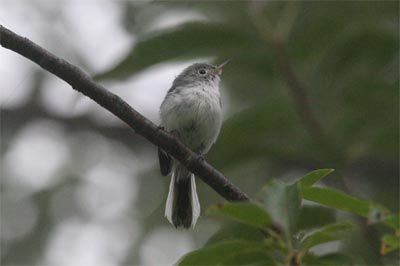 Blue-gray Gnatcatcher