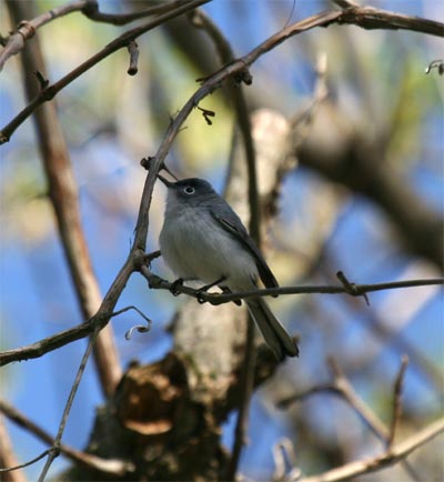 Blue-gray Gnatcatcher