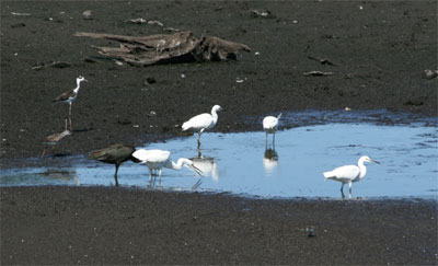 Shorebirds and Waders
