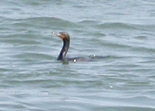 Cormorant