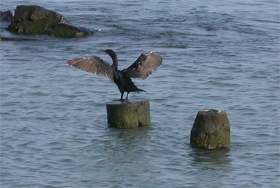 Cormorant