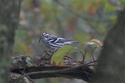 Black and White Warbler