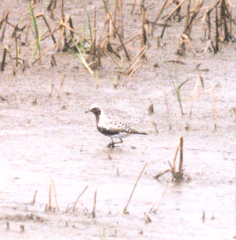 Black Bellied Plover