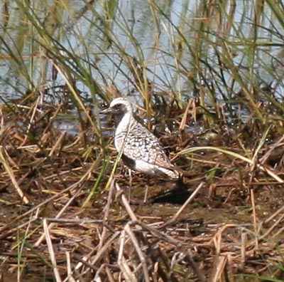 Black Bellied Plover