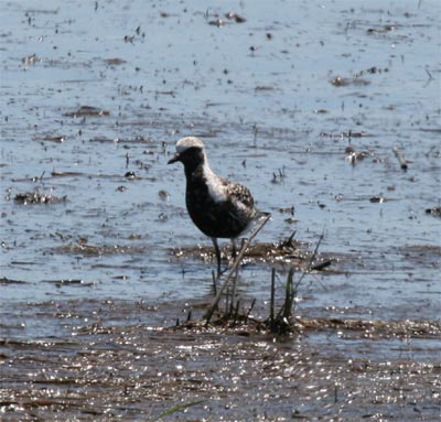 Black Bellied Plover