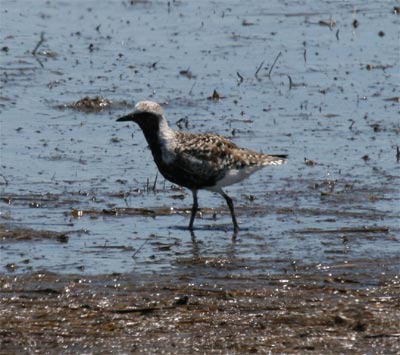 Black Bellied Plover