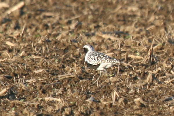 Black Bellied Plover