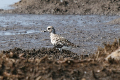 Black Bellied Plover