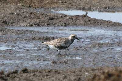 Black Bellied Plover