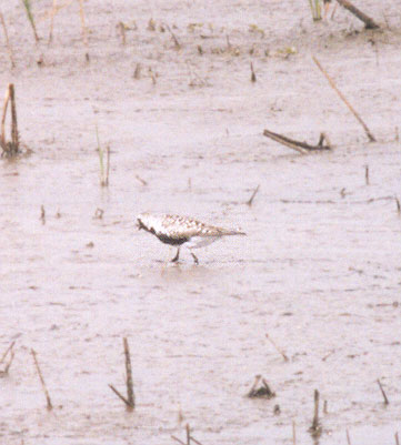 Black Bellied Plover