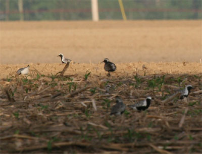 Black Bellied Plovers