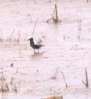 Black Bellied Plover