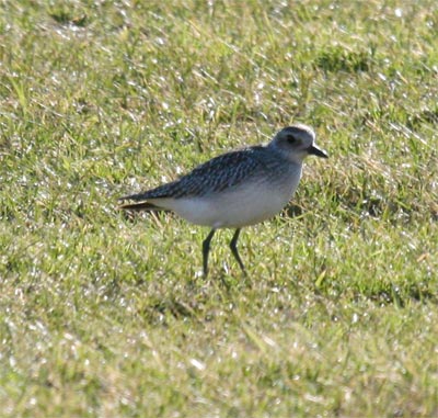 Black Bellied Plover