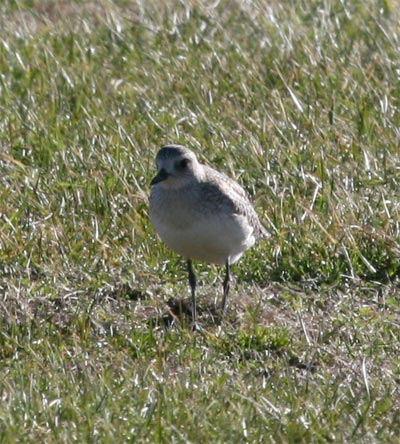 Black Bellied Plover