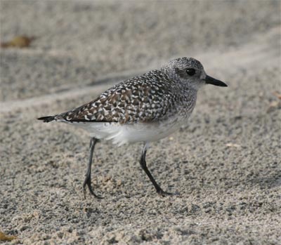 Black Bellied Plover