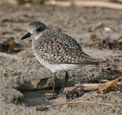 Black Bellied Plover