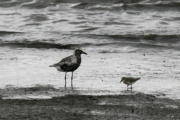 Black Bellied Plover