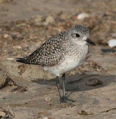 Black Bellied Plover