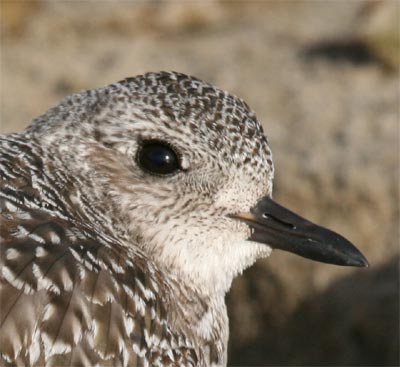 Black Bellied Plover