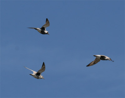 Black Bellied Plovers