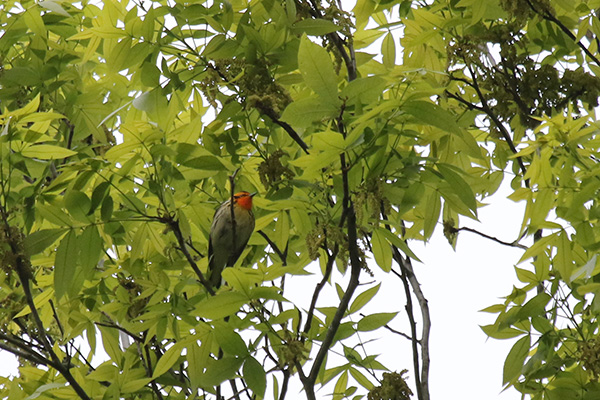 Blackburnian Warbler