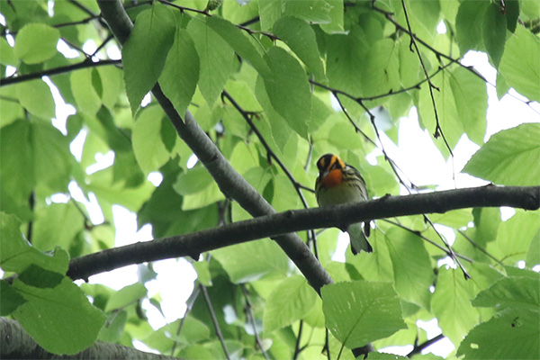 Blackburnian Warbler