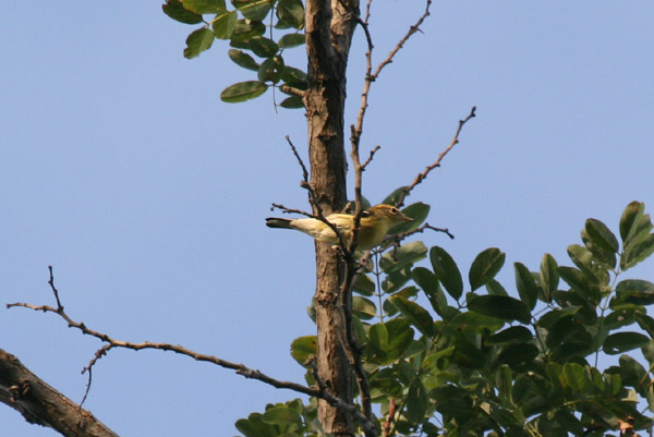 Blackburnian Warbler