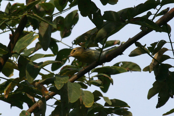 Blackburnian Warbler