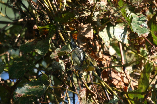 Blackburnian Warbler