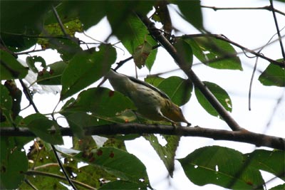 Blackburnian Warbler