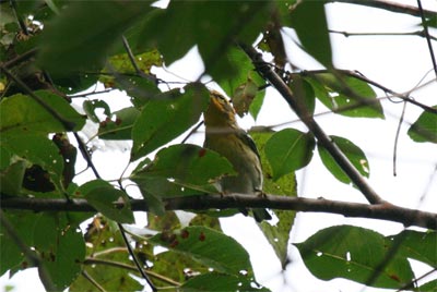 Blackburnian Warbler