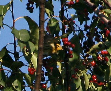 Blackburnian Warbler