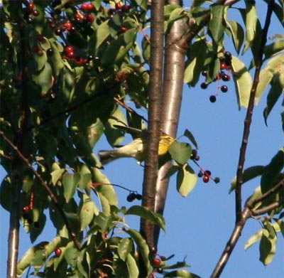 Blackburnian Warbler