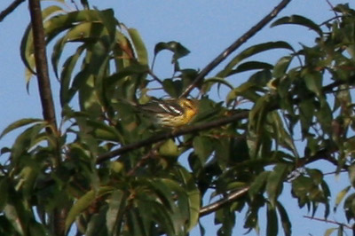 Blackburnian Warbler