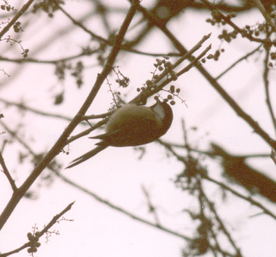 Black-capped Chickadee