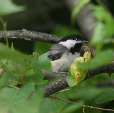 Black-capped Chickadee