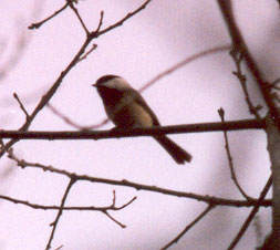 Black-capped Chickadee