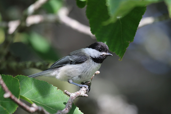 Black-capped Chickadee