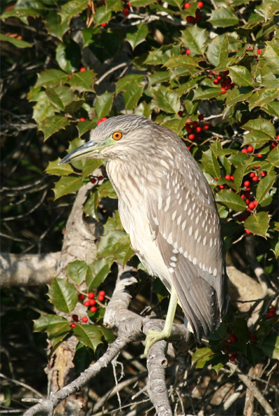 Immature Black Crowned Night Heron