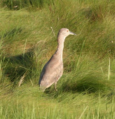 Black Crowned Night Heron