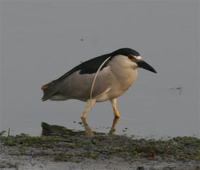 Black Crowned Night Heron