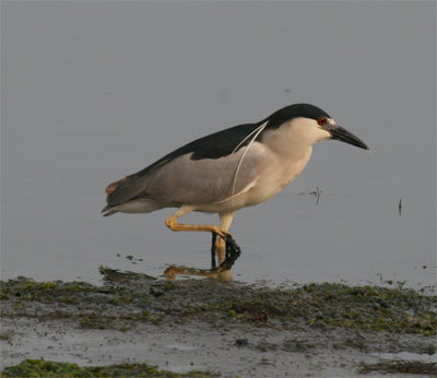 Black Crowned Night Heron