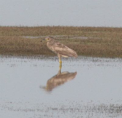 Black Crowned Night Heron