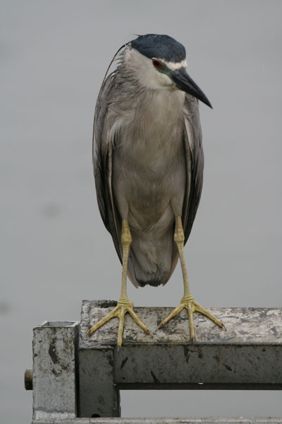 Black Crowned Night Heron