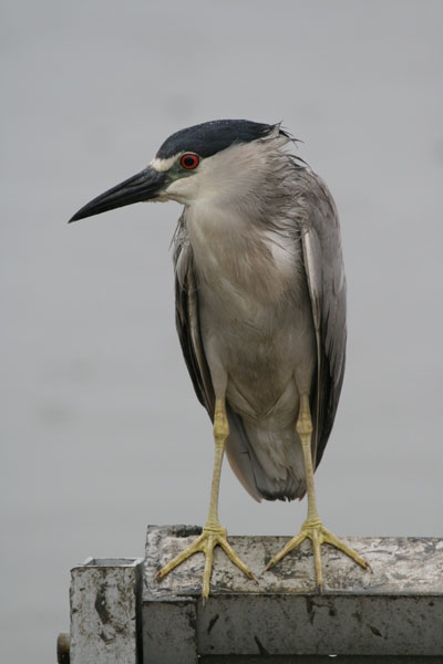 Black Crowned Night Heron