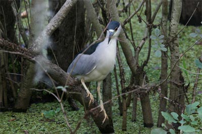 Black Crowned Night Heron